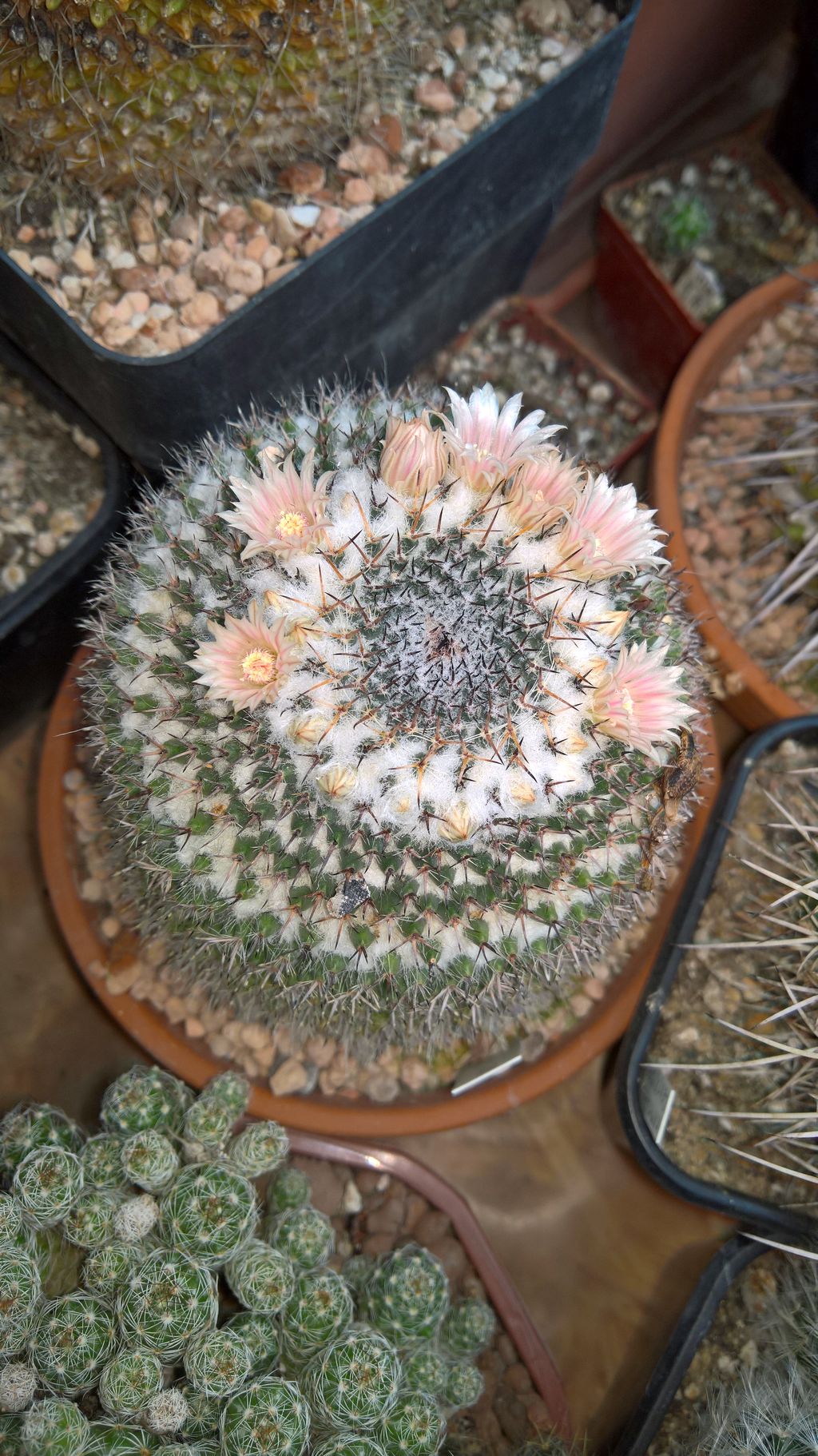 Mammillaria formosa